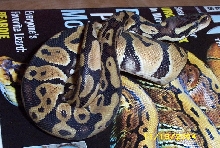 pastel male 4