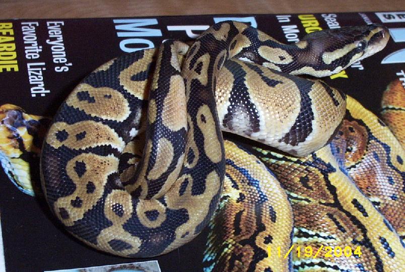 pastel male 4