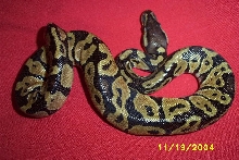 pastel male 1e