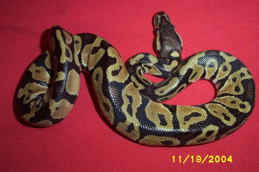 pastel male 1e