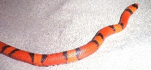 tangerinehypomelanisticpinner