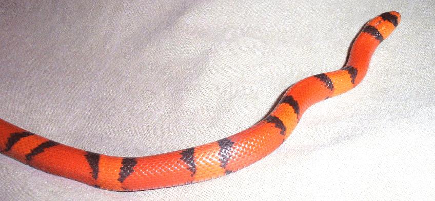 tangerinehypomelanisticpinner