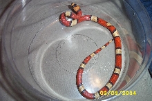 tricolorabbhypo1