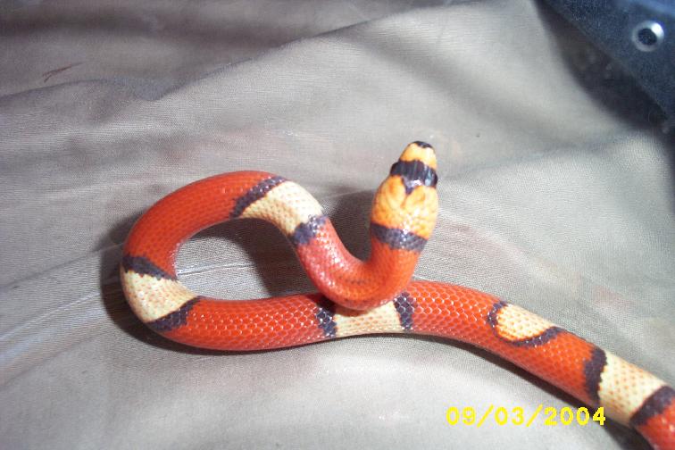 tricolorabbhypomel2