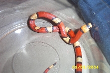 tricolorabbhypomel3