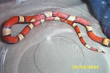 tricolorabbhypomel4