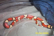 tricolorabbhypomel5