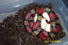 tricolordblhetghosteggs1