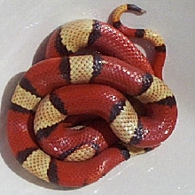 tricolorhypo1