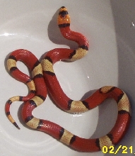 tricolorhypo2