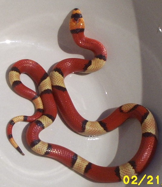 tricolorhypo2