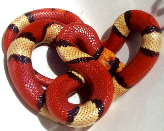 tricolorhypo3