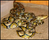 Reticulated Python