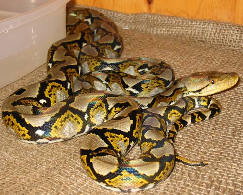 Reticulated Python