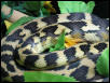 Irian Jaya Carpet Python