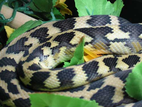Irian Jaya Carpet Python
