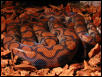 Brazilian Rainbow Boa