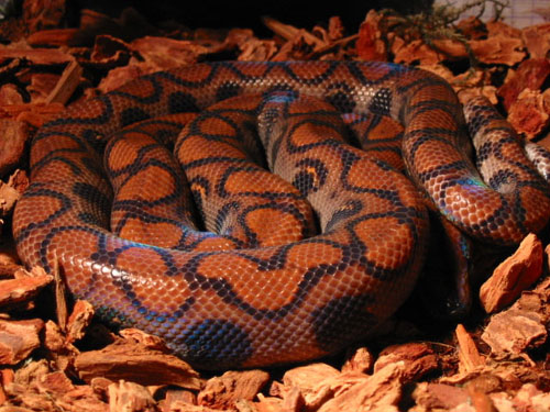 Brazilian Rainbow Boa