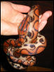 Brazilian Rainbow Boa