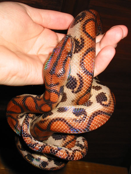 Brazilian Rainbow Boa