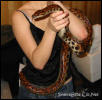Brazilian Rainbow Boa