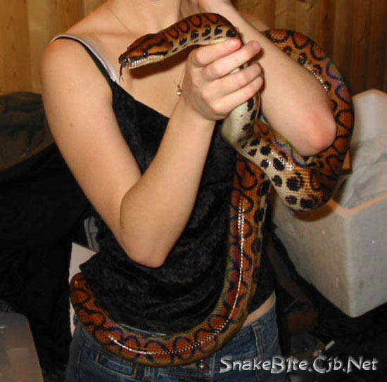 Brazilian Rainbow Boa