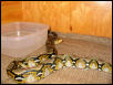 Reticulated Python
