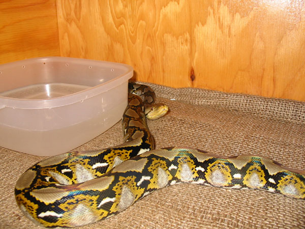 Reticulated Python