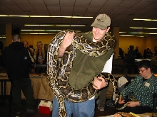 Burmese Python
