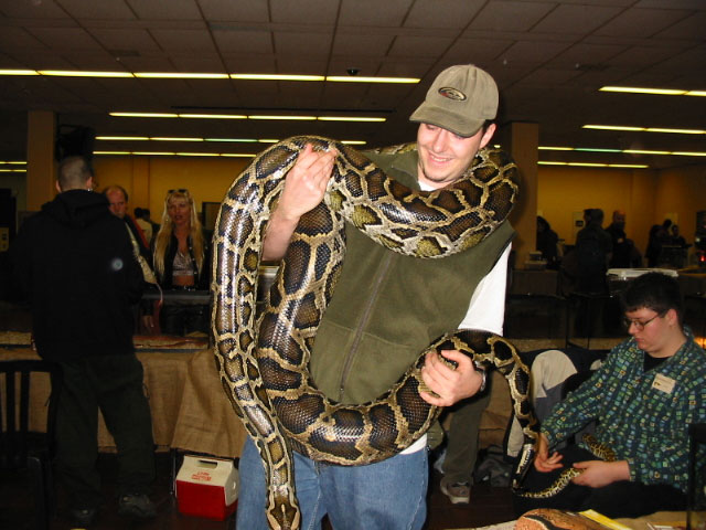 Burmese Python