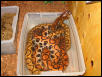 Brazilian Rainbow Boa