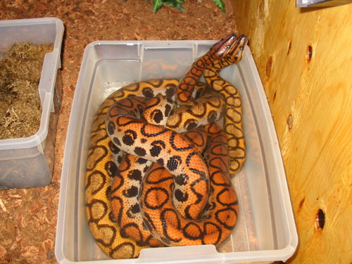 Brazilian Rainbow Boa
