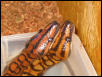 Brazilian Rainbow Boa