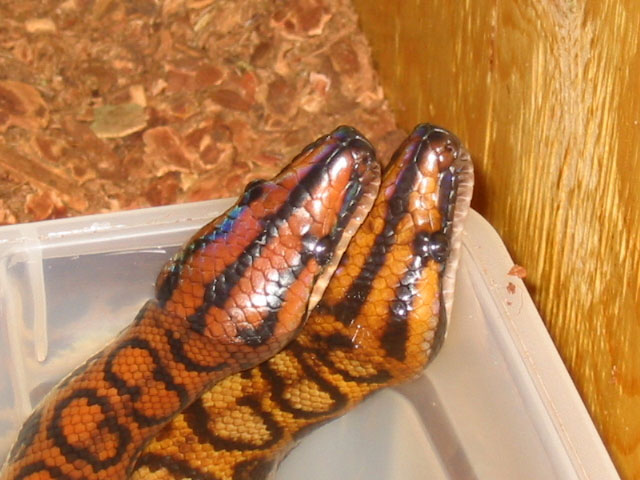Brazilian Rainbow Boa
