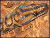 Brazilian Rainbow Boa
