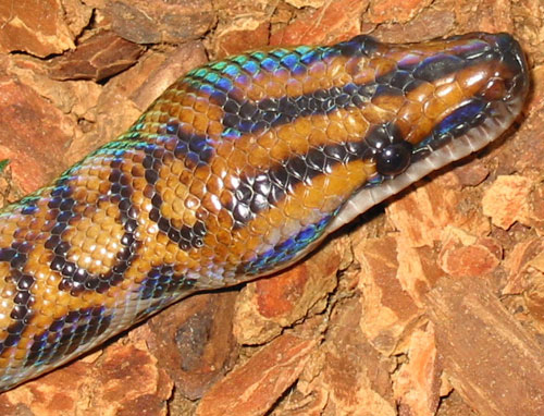 Brazilian Rainbow Boa