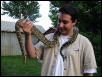 Burmese Python