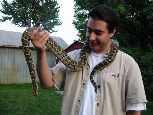 Burmese Python