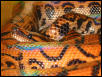 Brazilian Rainbow Boa