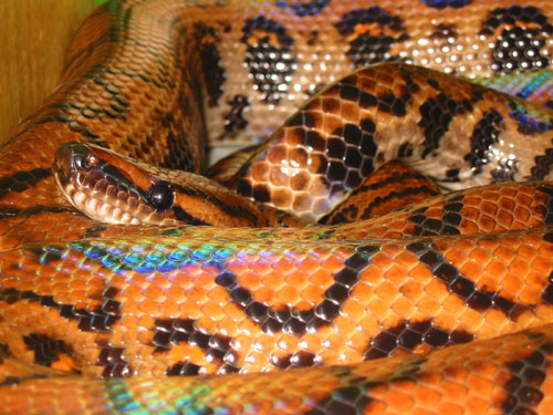 Brazilian Rainbow Boa