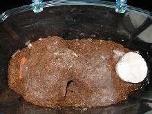 Rosy Tarentula