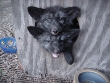 Silver Foxes