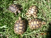 redfoot hatchlings