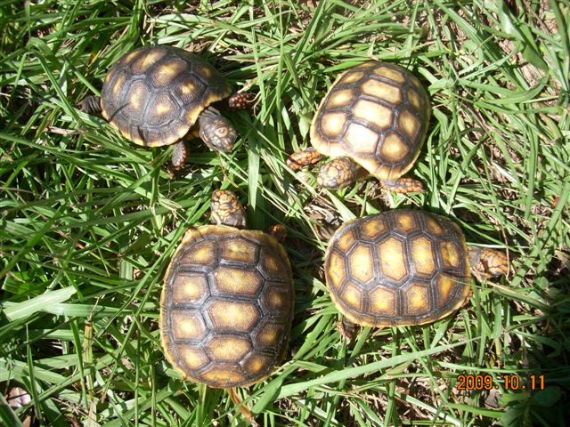 redfoot hatchlings