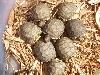 yellowfoot  hatchlings