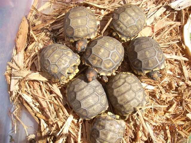 yellowfoot  hatchlings
