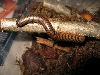 Dewy the Desert Millipede