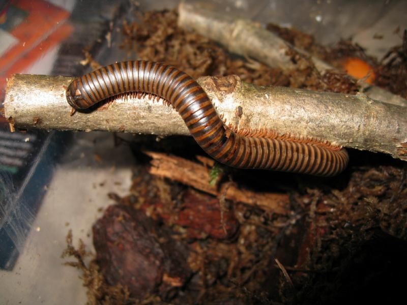 Dewy the Desert Millipede