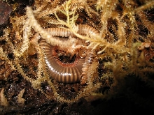 Huey the Desert Millipede Molting