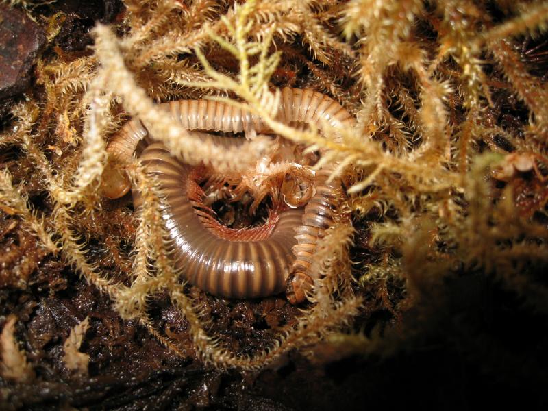 Huey the Desert Millipede Molting